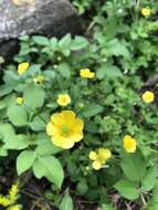 صورة Ranunculus japonicus Thunb.