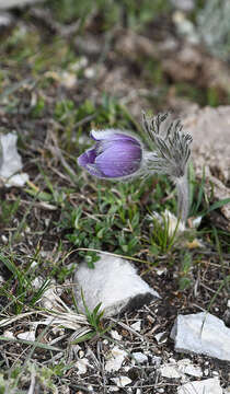 Pulsatilla halleri subsp. rhodopaea (Stoj. & Stefanov) K. Krause的圖片