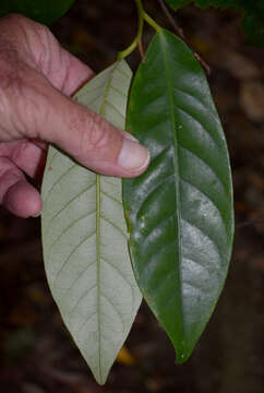 Image of Myristica globosa subsp. muelleri (Warb.) W. J. J. O. de Wilde