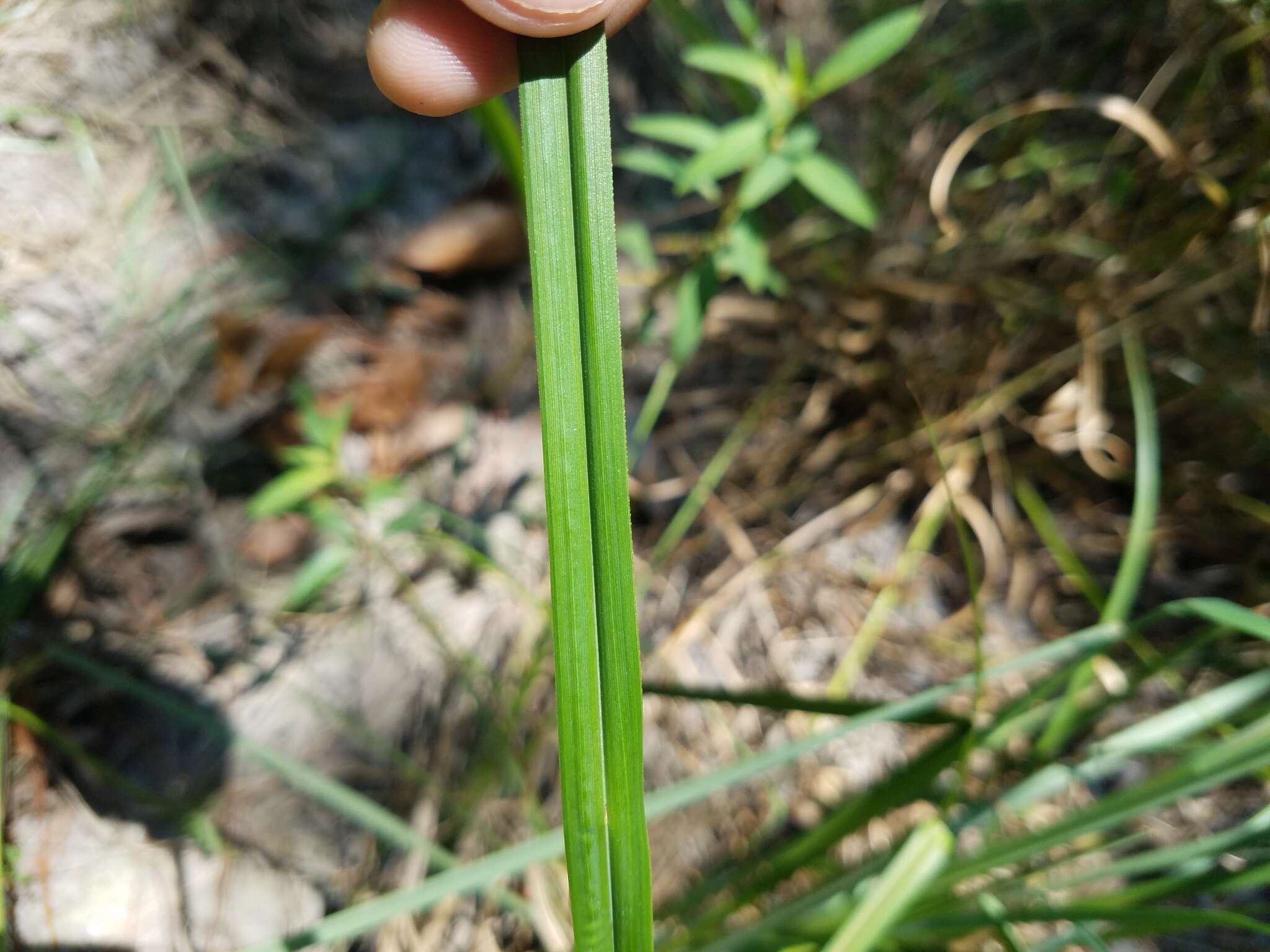 Image of southern waxy sedge