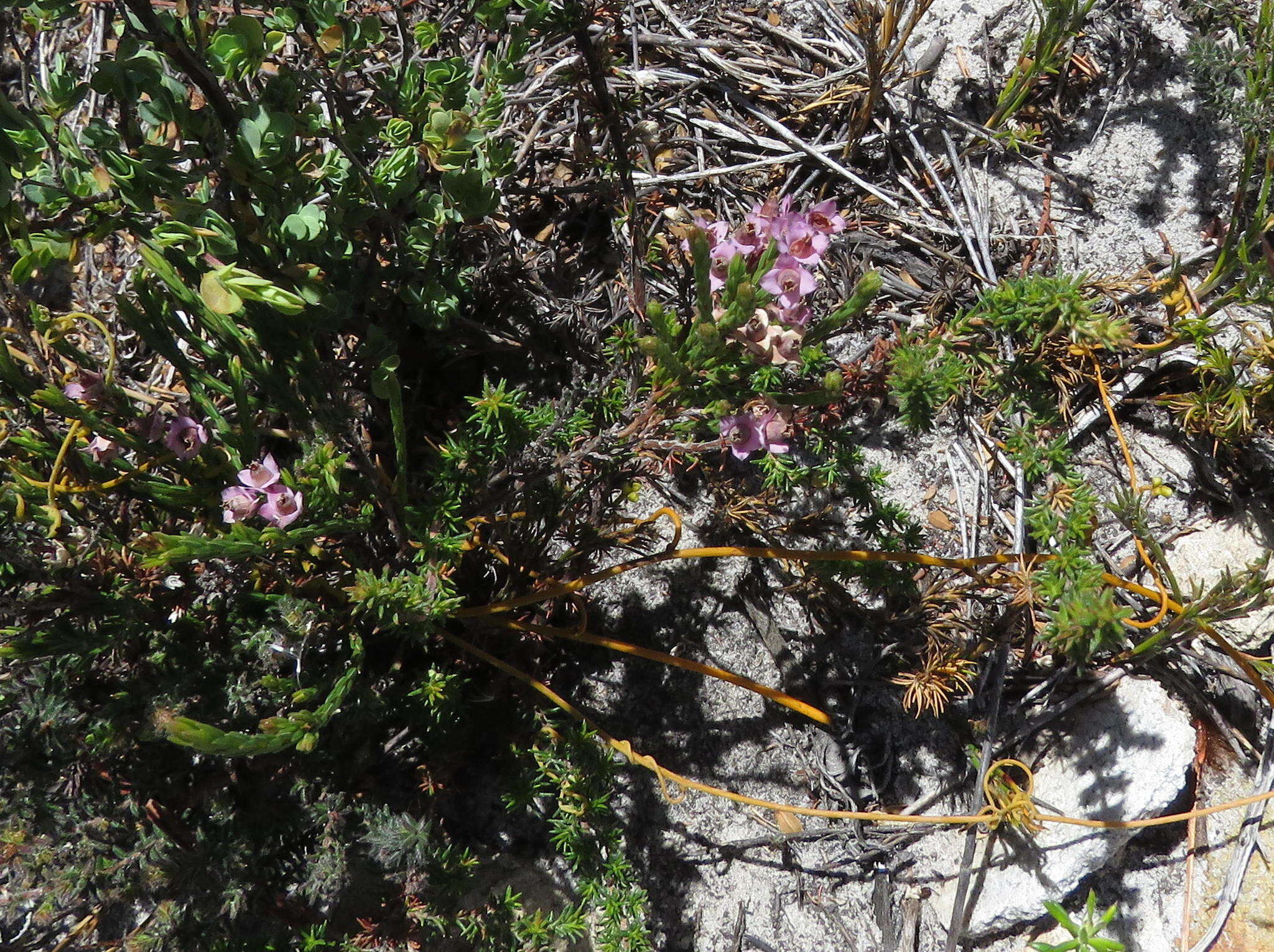 Image of Erica corifolia var. corifolia