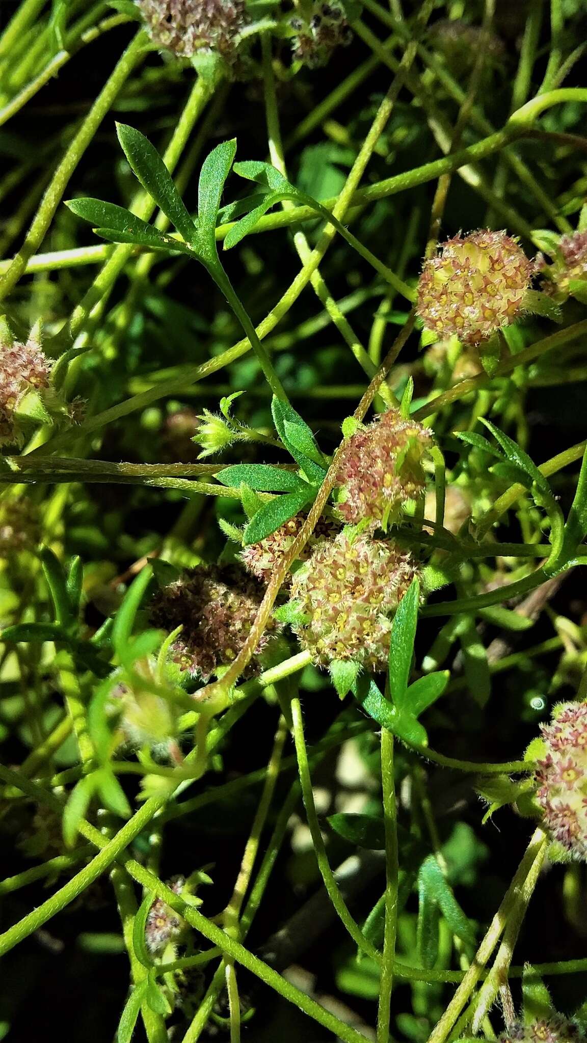 Imagem de Actinotus gibbonsii F. Müll.