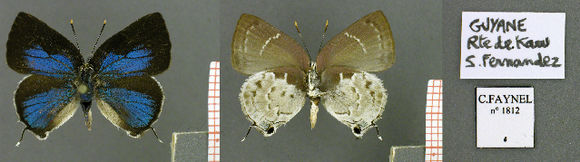 Image of Tmolus