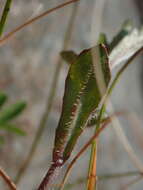 Image of Wahlenbergia rupestris G. Simpson