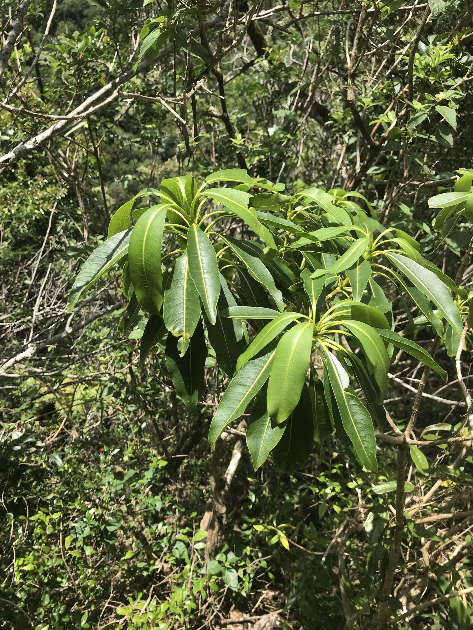 Image of devil's-pepper