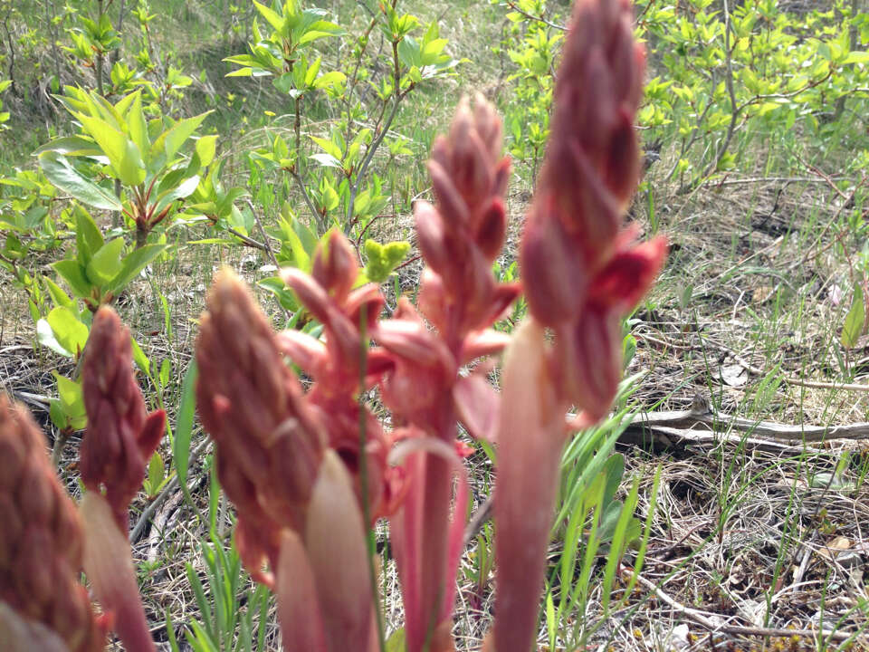 Image of Striped coralroot