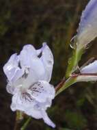 Imagem de Gladiolus gracilis Jacq.