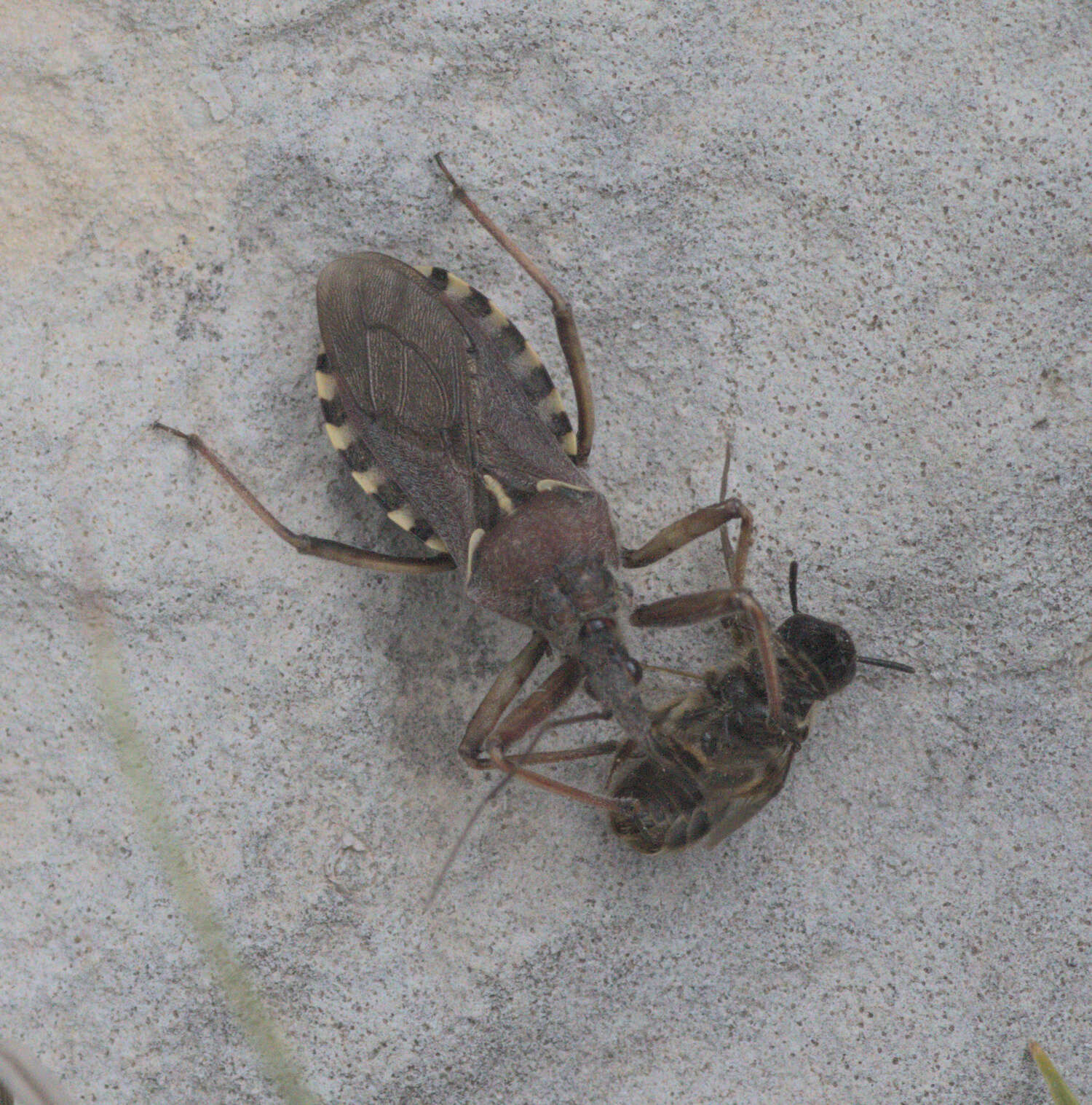 Plancia ëd Rhynocoris erythropus (Linnaeus 1767)