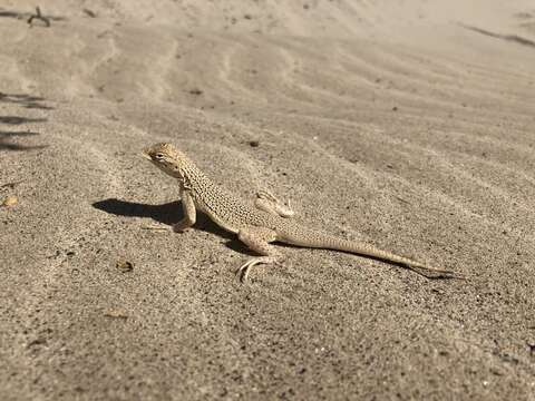 Image of Colorado Desert Fringe-toed Lizard