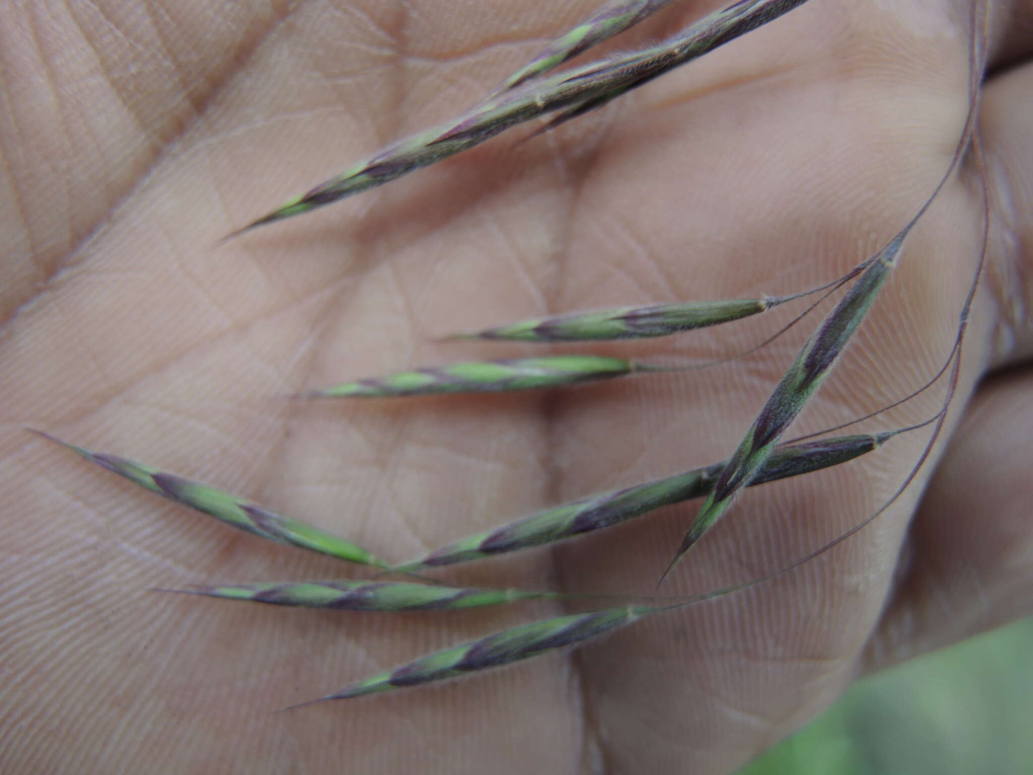 Image of nodding brome