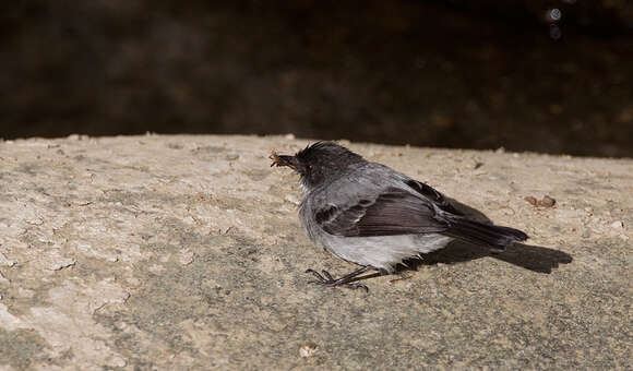 Serpophaga cinerea (Tschudi 1844)的圖片