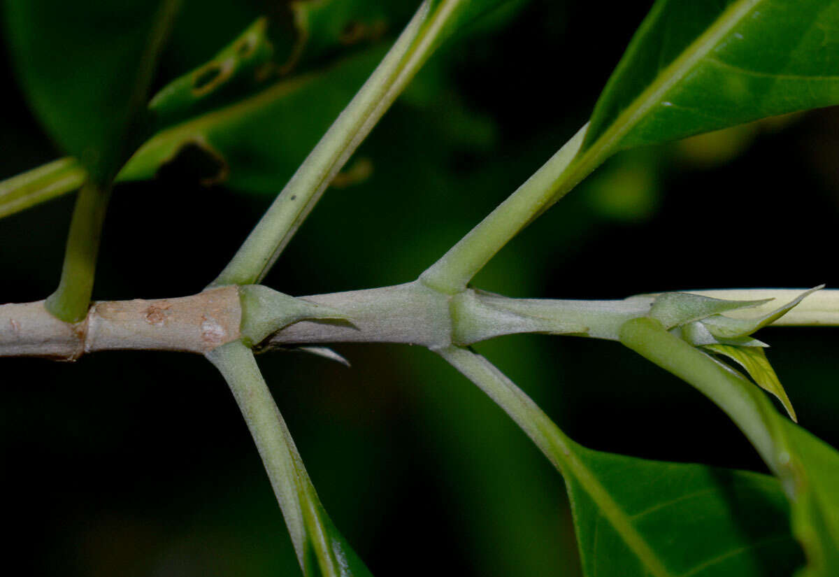 Image of Antirhea tenuiflora F. Muell. ex Benth.
