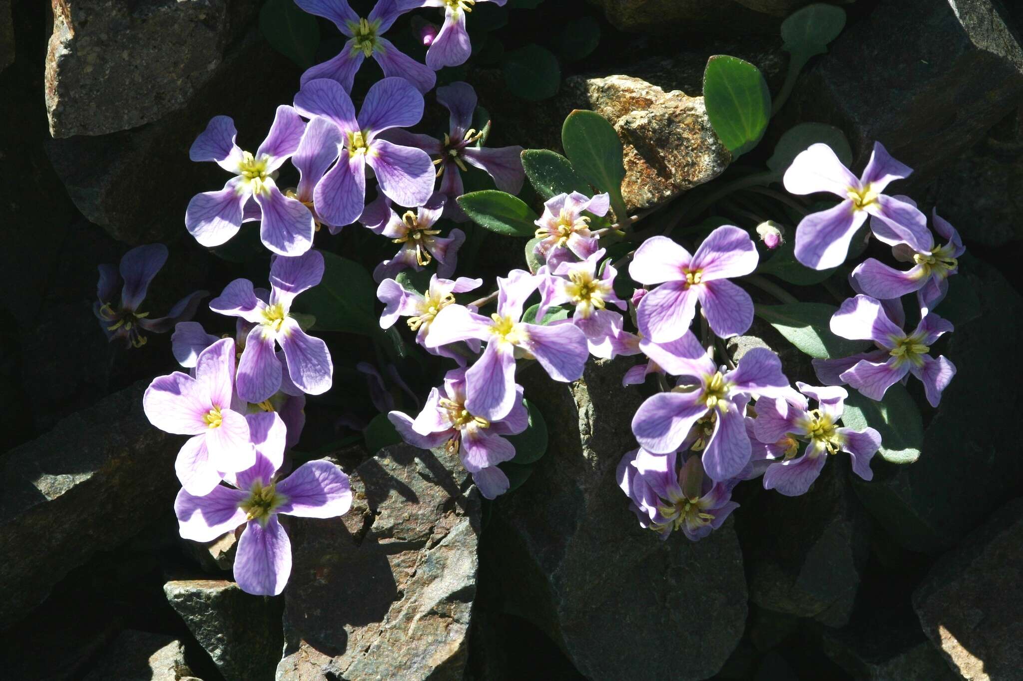 Imagem de Leiospora exscapa (Ledeb.) F. Dvorák