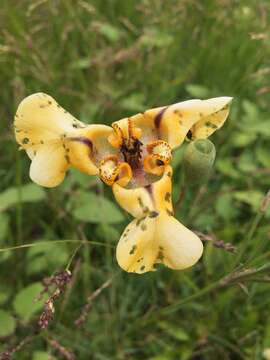 Image of Cypella herbertii (Lindl.) Herb.