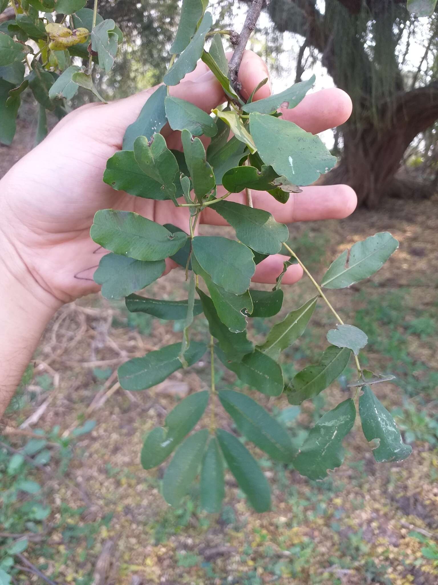 Geoffroea spinosa Jacq.的圖片