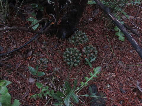 Image of Mammillaria melaleuca Karw. ex Salm-Dyck