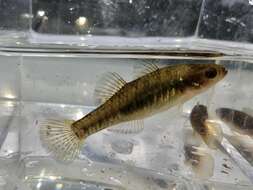 Image of Australian carp-gudgeon