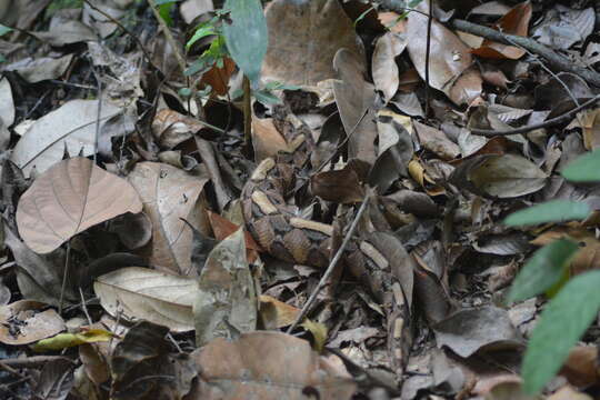 Image of Rhinoceros Viper