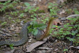 Image of Rhabdophis helleri (Schmidt 1925)