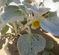 Image of Sand daisy