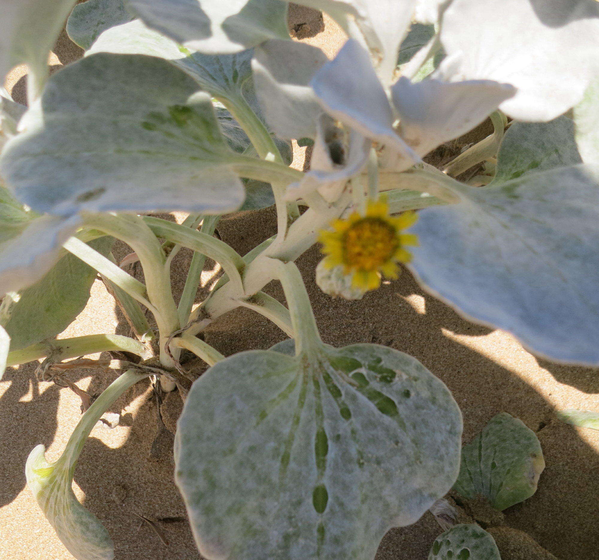 Image of Sand daisy