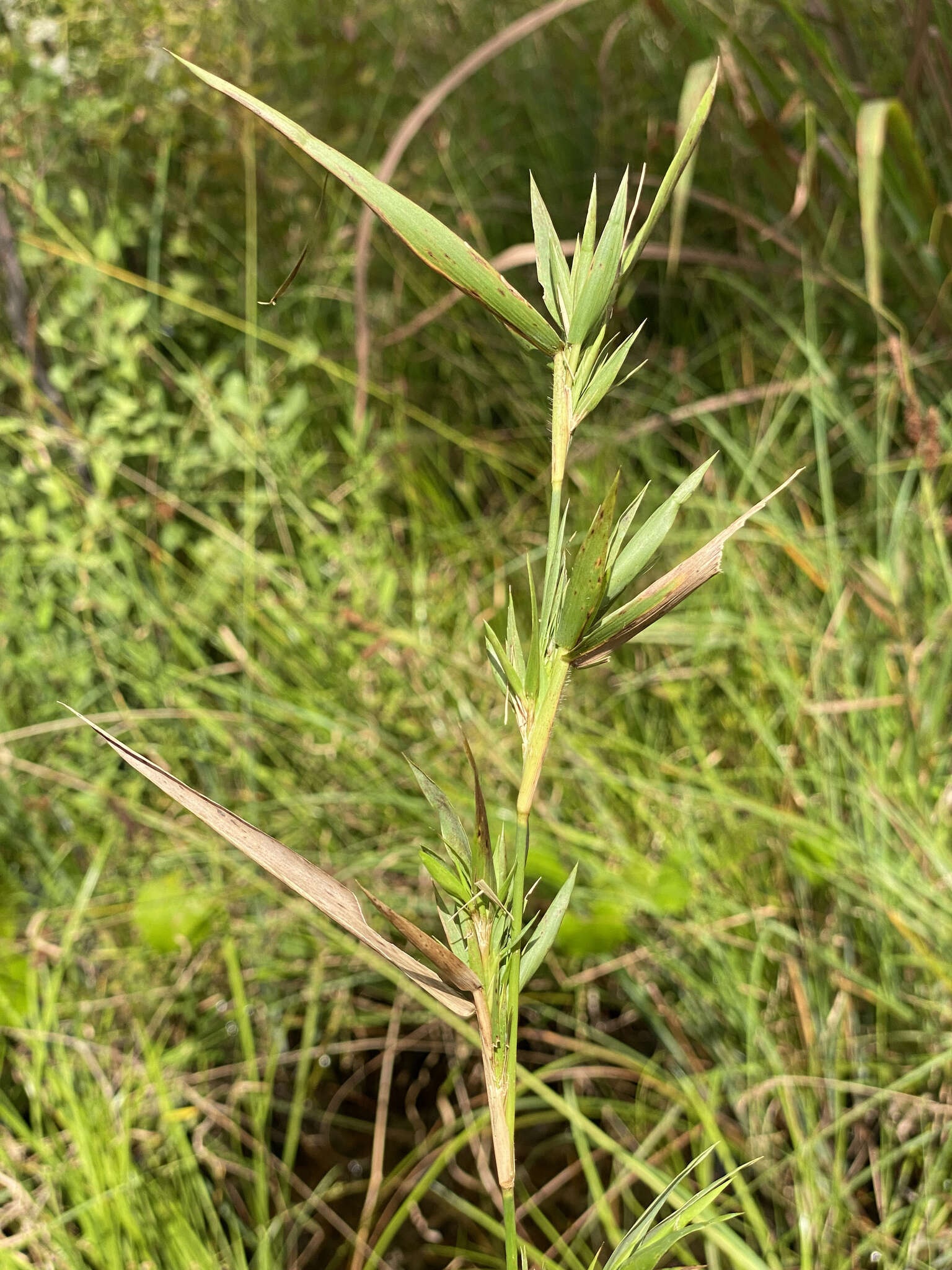 Image of Woolly Rosette Grass