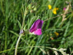 Imagem de Vicia sativa subsp. nigra (L.) Ehrh.