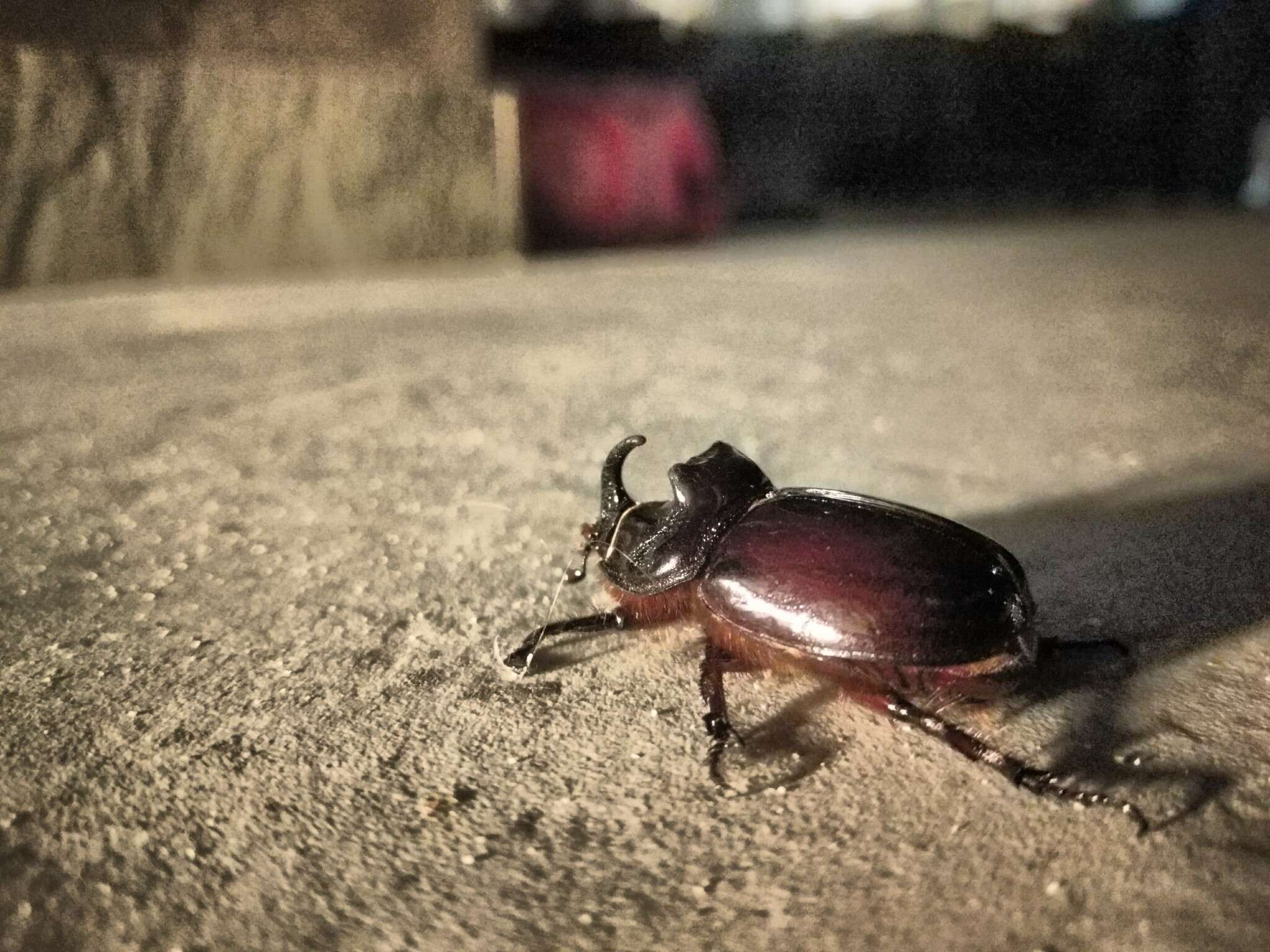 Image of Oryctes (Oryctes) nasicornis ameliae López-Colón & Bahillo De la Puebla 2020