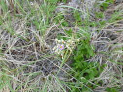 Plancia ëd Primula incana M. E. Jones