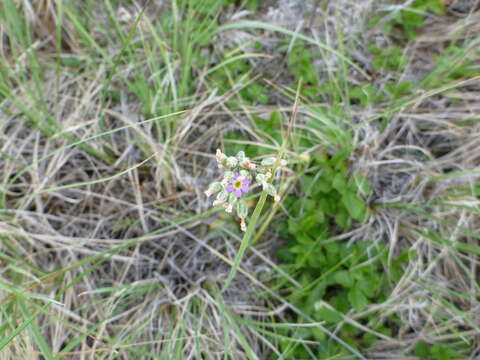 Image de Primula incana M. E. Jones