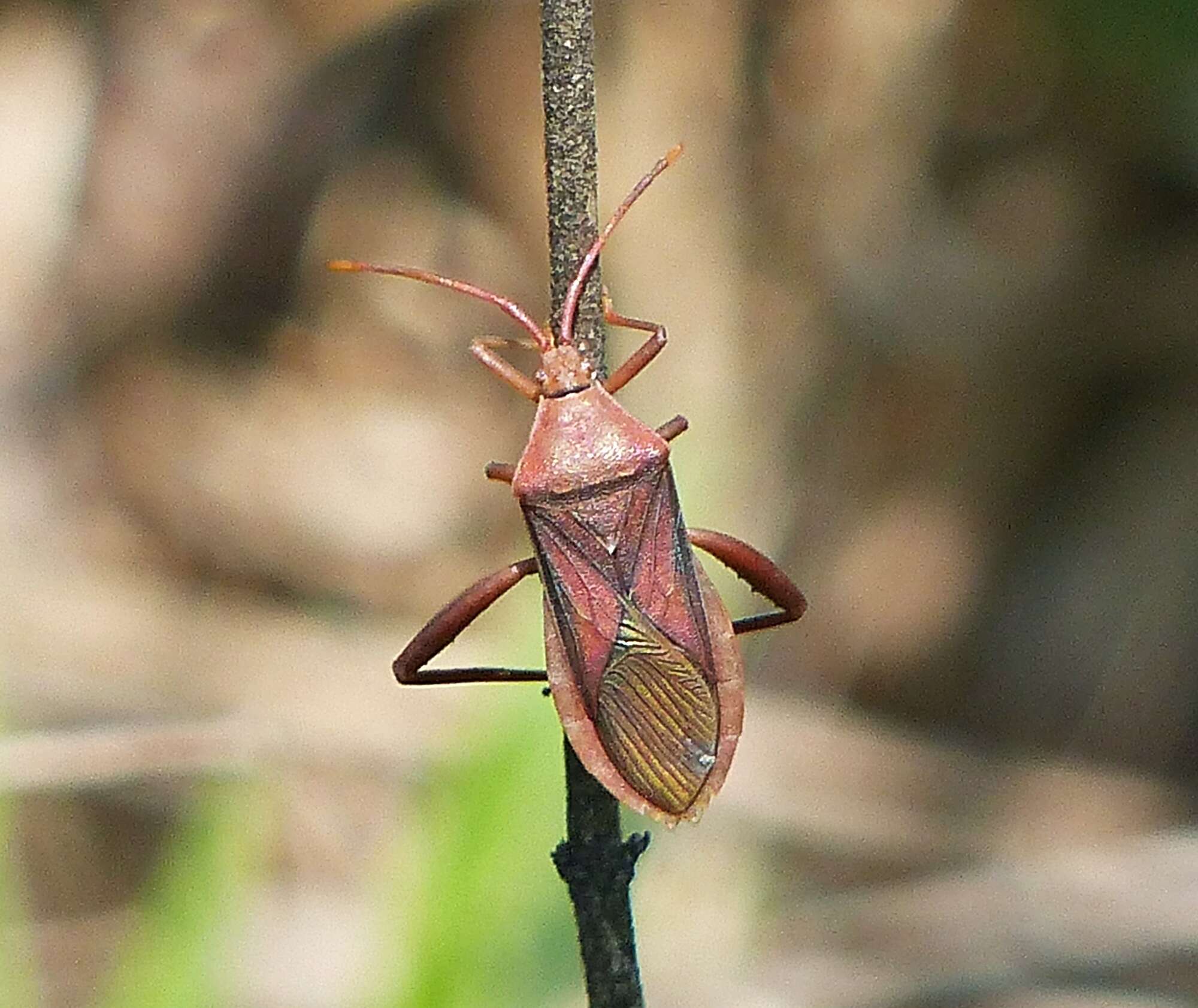 Plancia ëd Athaumastus subcarinatus (Stål 1860)