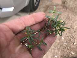 Image of Sonoran chinchweed