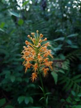 Image of Chapman's Fringed Orchid