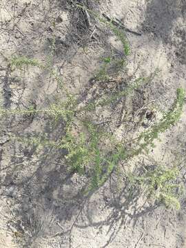 Image of tropical desert-thorn