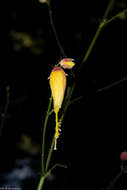 Image of Kosteletzkya tubiflora (DC.) O. J. Blanchard & R. Mc Vaugh