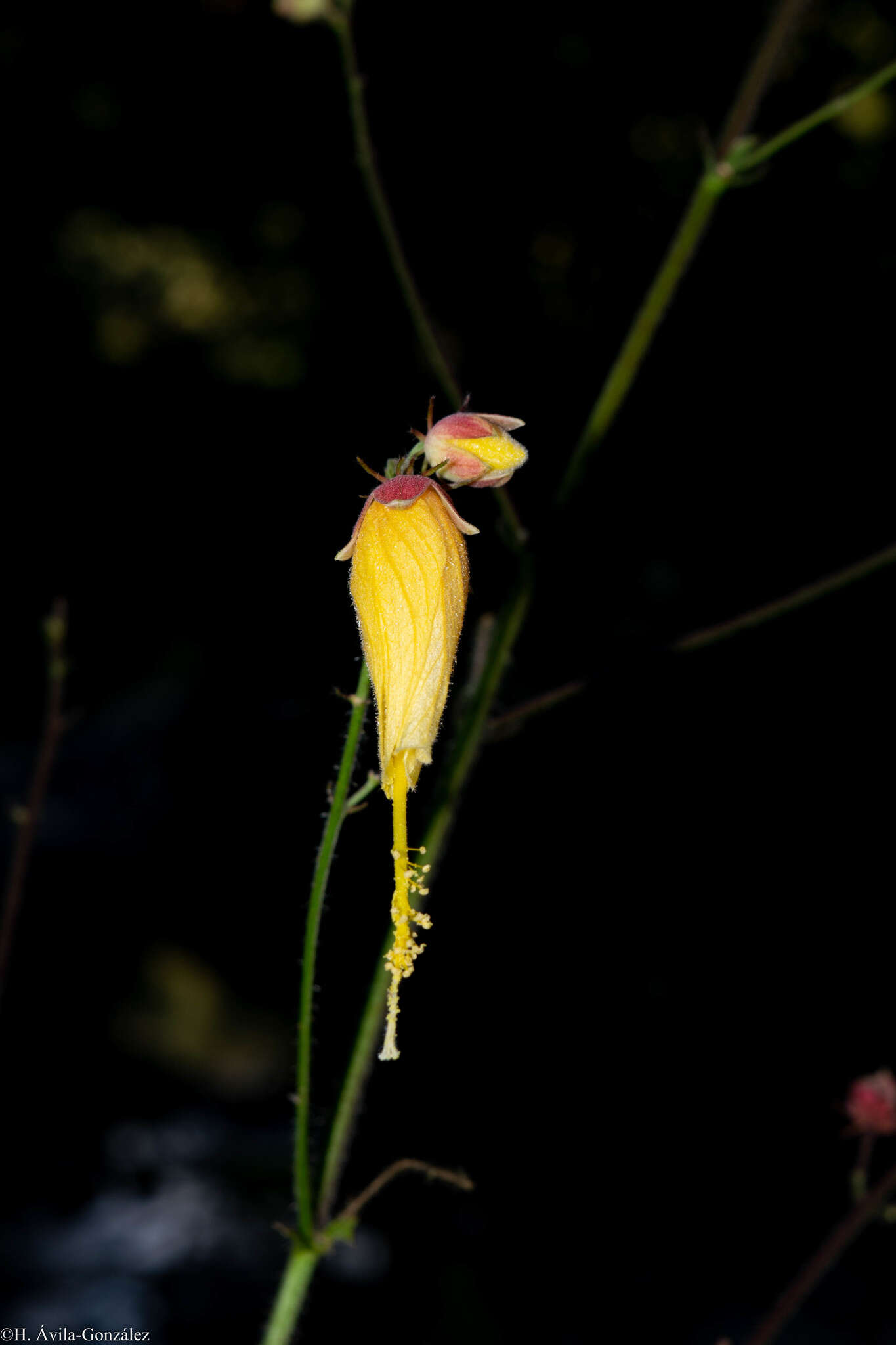 Image of Kosteletzkya tubiflora (DC.) O. J. Blanchard & R. Mc Vaugh