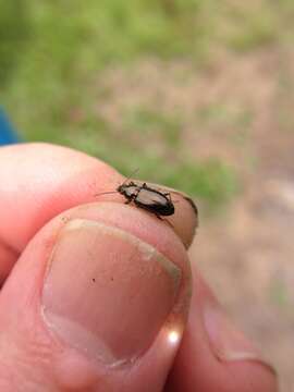 Bembidion (Eurytrachelus) obliquulum Le Conte 1859的圖片