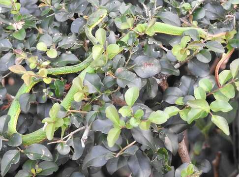 Image of White-lipped Tree Viper