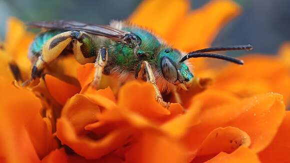 Image of Paragapostemon Vachal 1903