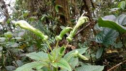 Image of Centropogon nigricans Zahlbr.