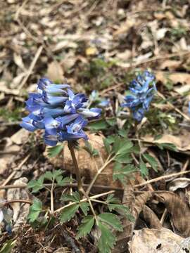 Image of Corydalis ambigua Cham. & Schltdl.