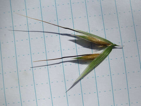 Image of wild oat