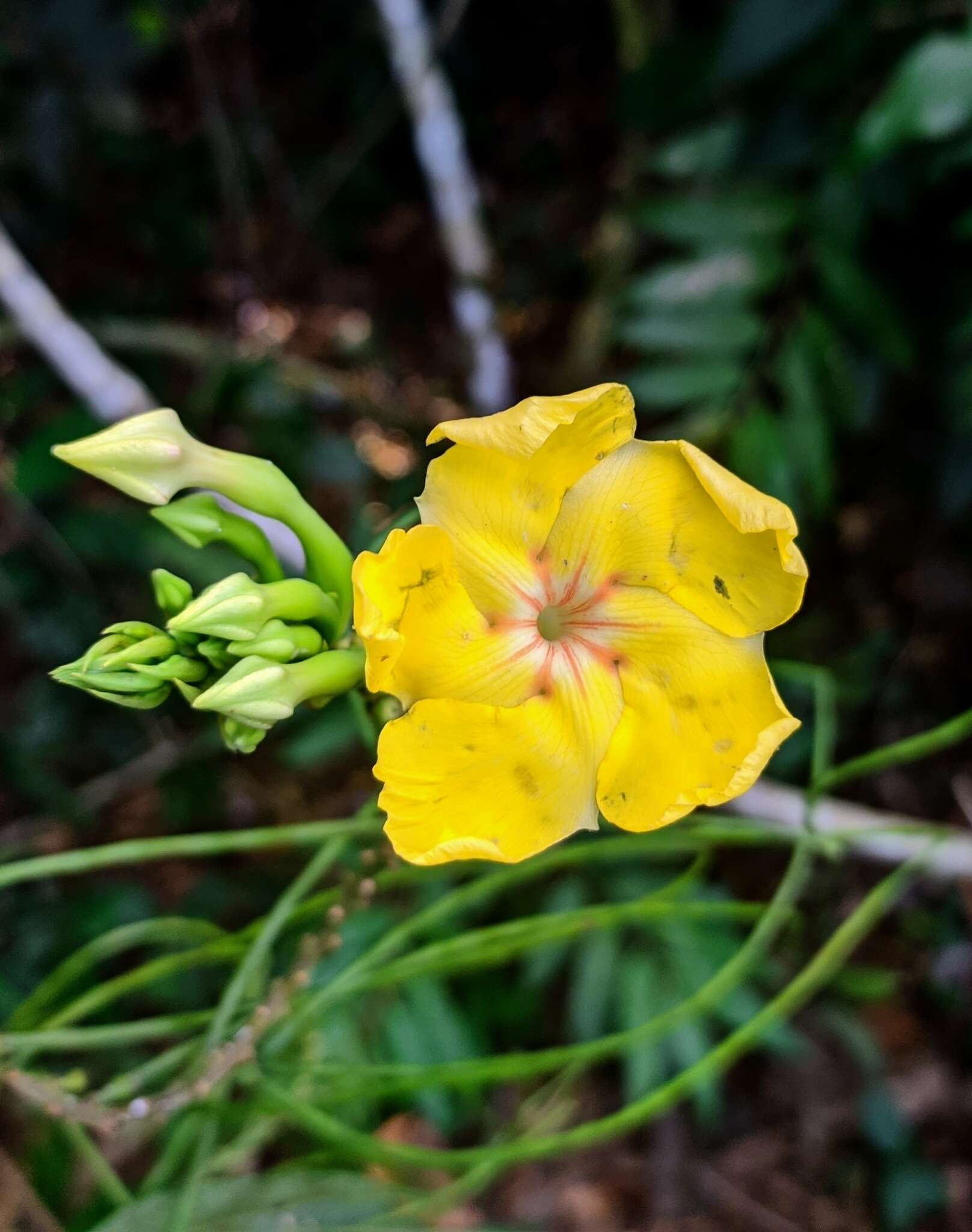 Mandevilla rugellosa (Rich.) L. Allorge-Boiteau resmi