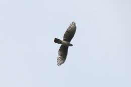 Image of African Cuckoo-Falcon