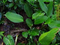 Imagem de Maranta humilis Aubl.