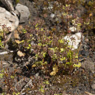 Image of Hydrocotyle callicarpa Bunge