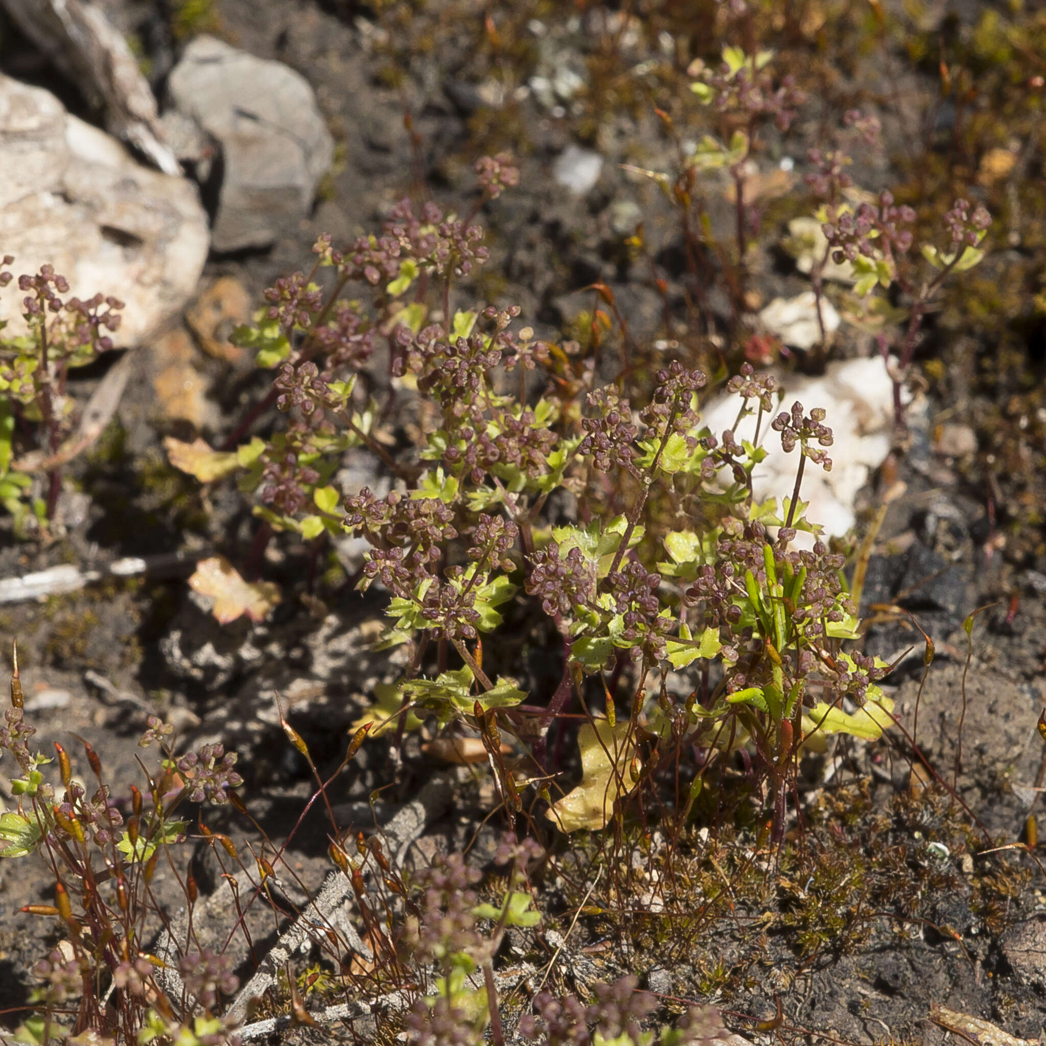 Imagem de Hydrocotyle callicarpa Bunge