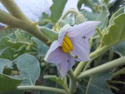 Image of Solanum lichtensteinii Willd.