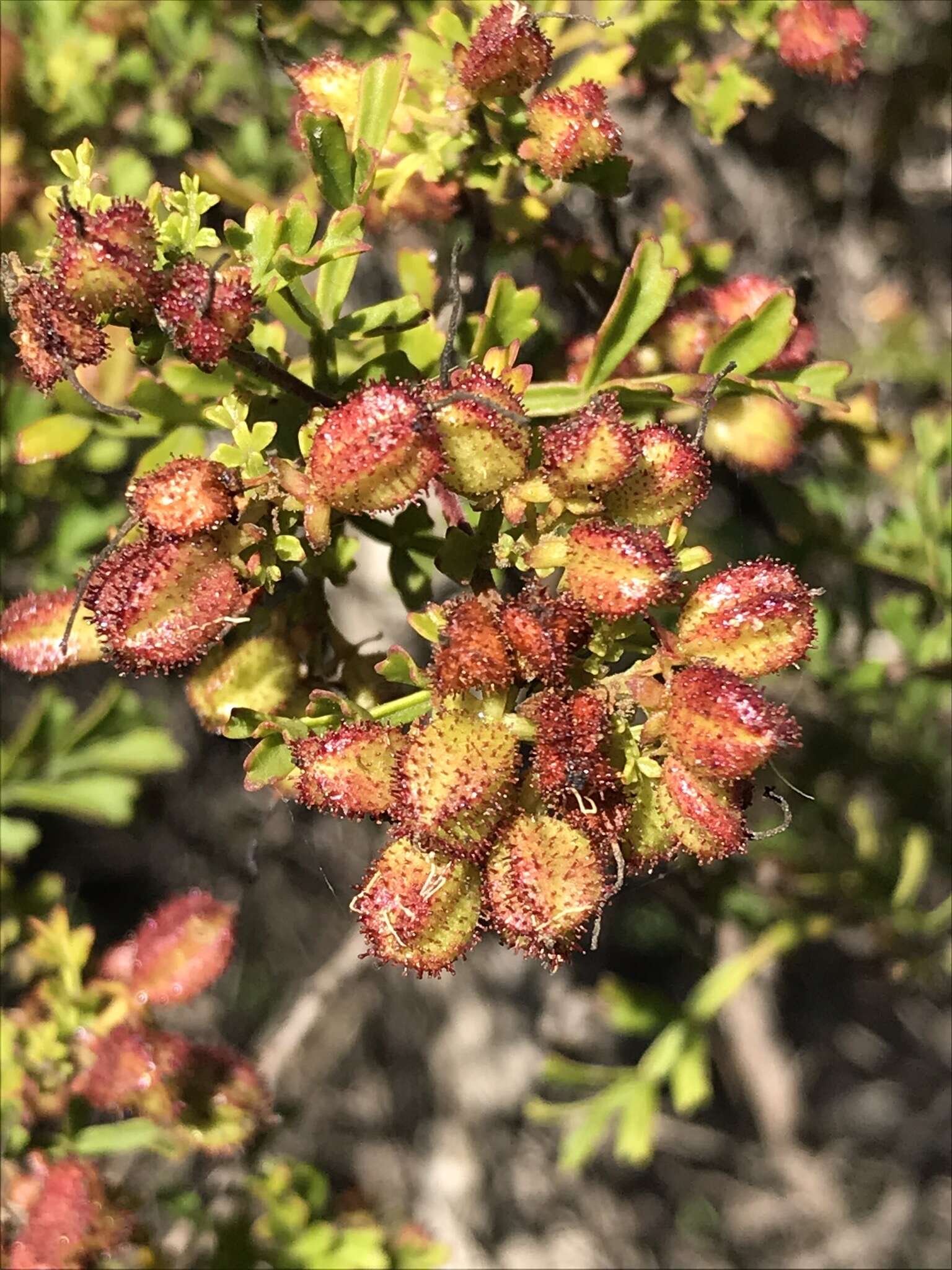 Image de Dodonaea humilis Endl.