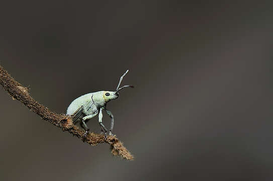 Image of Myllocerus paetus Marshall 1916